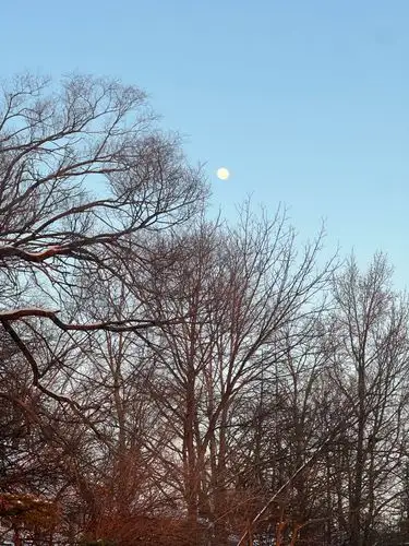 Moonlit winter branches: serene twilight beauty.
